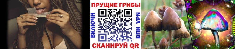 Галлюциногенные грибы Psilocybine cubensis  гидра сайт  Уяр 